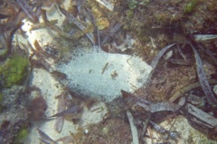 Flounders - Maculated Flounder - Bothus maculiferus