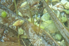 Crabs - Blue Legged Hermit Crab - Clibanarius tricolor