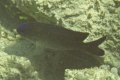 Damselfish - Dusky Damselfish - Stegastes adustus