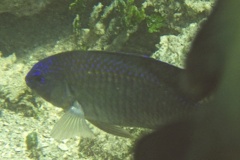 Damselfish - Dusky Damselfish - Stegastes adustus