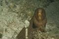 Moray - Goldentail Moray - Gymnothorax miliaris