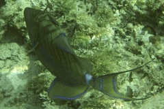 Triggerfish - Queen Triggerfish - Balistes vetula