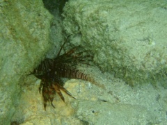 Lionfish - Common Lionfish - Pterois volitans