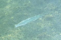 Barracuda - Guaguanche - Sphyraena guachancho