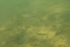 Silversides - Atlantic Silverside - Menidia menidia