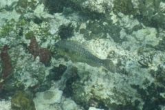 Parrotfish - Redband Parrotfish - Sparisoma aurofrenatum