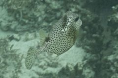 Trunkfish - Spotted Trunkfish - Lactophrys bicaudalis