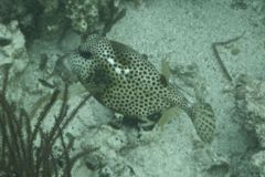 Trunkfish - Spotted Trunkfish - Lactophrys bicaudalis