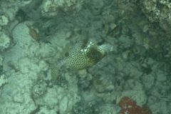 Trunkfish - Spotted Trunkfish - Lactophrys bicaudalis