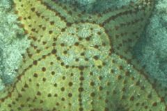 Starfish - Cushion Sea Star - Oreaster reticulatus