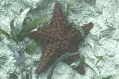 Starfish - Cushion Sea Star - Oreaster reticulatus