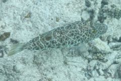 Pufferfish - Checkered Puffer - Sphoeroides testudineus