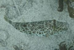 Pufferfish - Checkered Puffer - Sphoeroides testudineus