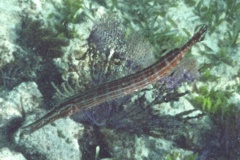 Trumpetfish - Trumpetfish - Aulostomus maculatus