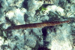 Trumpetfish - Trumpetfish - Aulostomus maculatus