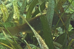 Parrotfish - Bucktooth Parrotfish - Sparisoma radians