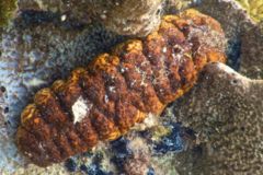 Sea Cucumbers - Sea Cucumber - Holothuria mexicana