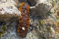 Sea Cucumbers - Sea Cucumber - Holothuria mexicana