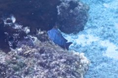 Damselfish - Sergeant Major - Abudefduf saxatilis