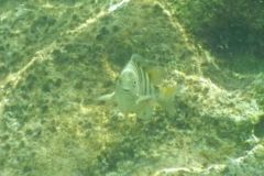 Damselfish - Night Sergeant - Abudefduf taurus