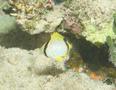 Butterflyfish - Spotfin Butterflyfish - Chaetodon ocellatus