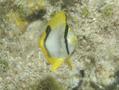 Butterflyfish - Spotfin Butterflyfish - Chaetodon ocellatus