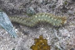 Bristleworm - Bearded Fireworm - Hermodice carunculata