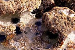 Chiton - Squamous Chiton - Chiton squamosum