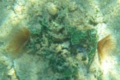 Featherduster Worms - Variegated Feather Duster - Bispira variegata