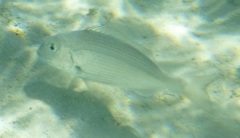 Breams - Picnic sea bream - Acanthopagrus berda