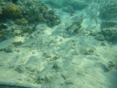 Breams - Picnic sea bream - Acanthopagrus berda