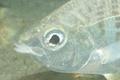 Mojarras - Yellowfin Mojarra - Gerres cinereus