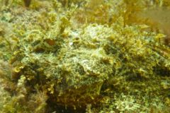 Scorpionfish - Plumed Scorpionfish - Scorpaena grandicornis