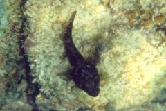 Blennies - Mimic Blenny - Labrisomus guppyi