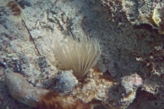 Featherduster Worms - Ghost Feather Duster - Anamobaea phyllisae