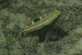 Wrasse - Puddingwife - Halichoeres radiatus