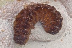 Sea Cucumbers - Five Toothed Sea Cucumber - Actinopygia agassizii