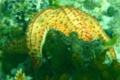 Starfish - Cushion Sea Star - Oreaster reticulatus