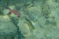 Blennies - Diamond Blenny - Malacoctenus boehlkei