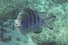 Damselfish - Sergeant Major - Abudefduf saxatilis