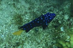 Damselfish - Yellowtail Damselfish - Microspathodon chrysurus