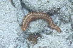 Bristleworm - Orange Fireworm - Eurythoe complanata