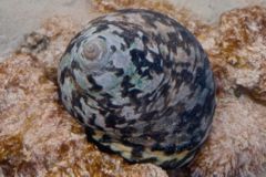 Sea Snails - Magpie Shell - Cittarium pica