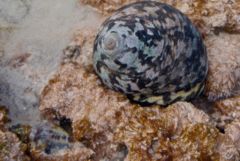 Sea Snails - Magpie Shell - Cittarium pica