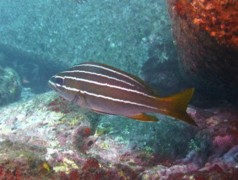 Grunts - African striped grunt - Parapristipoma octolineatum