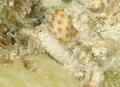 Blennies - Dusky Blenny - Malacoctenus gilli