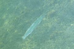 Barracuda - Guaguanche - Sphyraena guachancho