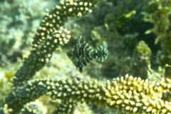 Filefish - Slender Filefish - Monacanthus tuckeri