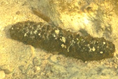 Sea Cucumbers - Tubular Sea Cucumber - Holothuria tubulosa