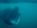 Sharks - Basking Shark - Cetorhinus maximus